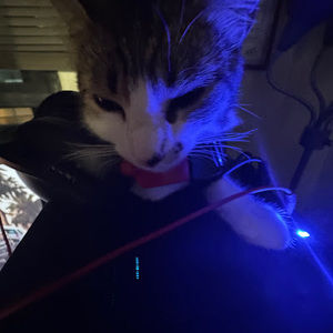 Meet your Posher, Samira